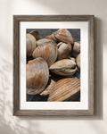 Bivalve