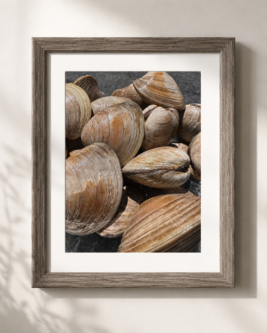 Bivalve